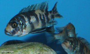 Metriaclima zebra 'Masinje'